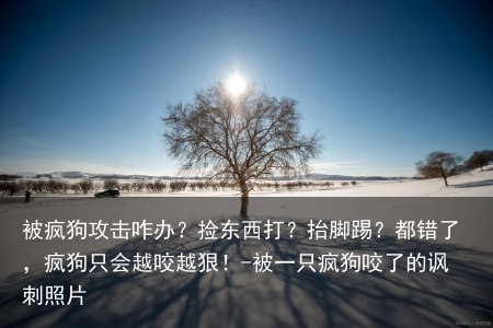 被疯狗攻击咋办？捡东西打？抬脚踢？都错了，疯狗只会越咬越狠！-被一只疯狗咬了的讽刺照片