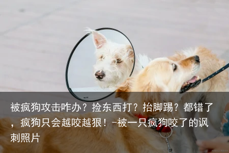 被疯狗攻击咋办？捡东西打？抬脚踢？都错了，疯狗只会越咬越狠！-被一只疯狗咬了的讽刺照片