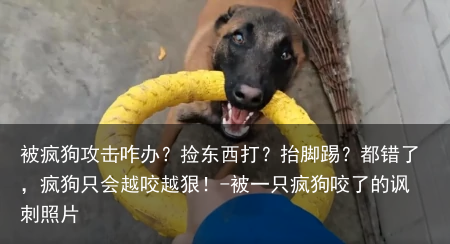 被疯狗攻击咋办？捡东西打？抬脚踢？都错了，疯狗只会越咬越狠！-被一只疯狗咬了的讽刺照片