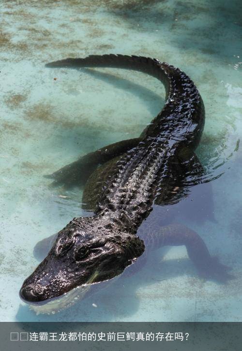 ​​连霸王龙都怕的史前巨鳄真的存在吗？