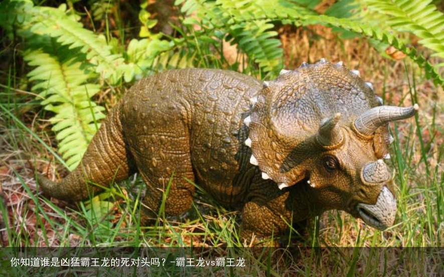 你知道谁是凶猛霸王龙的死对头吗？-霸王龙vs霸王龙
