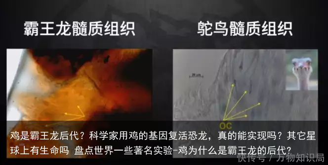 鸡是霸王龙后代？科学家用鸡的基因复活恐龙，真的能实现吗？其它星球上有生命吗 盘点世界一些著名实验-鸡为什么是霸王龙的后代?