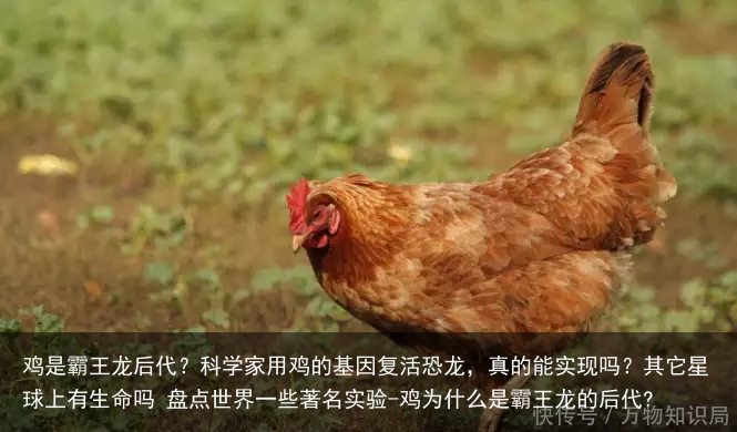 鸡是霸王龙后代？科学家用鸡的基因复活恐龙，真的能实现吗？其它星球上有生命吗 盘点世界一些著名实验-鸡为什么是霸王龙的后代?