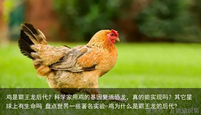 鸡是霸王龙后代？科学家用鸡的基因复活恐龙，真的能实现吗？其它星球上有生命吗 盘点世界一些著名实验-鸡为什么是霸王龙的后代?