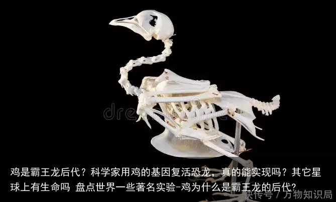 鸡是霸王龙后代？科学家用鸡的基因复活恐龙，真的能实现吗？其它星球上有生命吗 盘点世界一些著名实验-鸡为什么是霸王龙的后代?