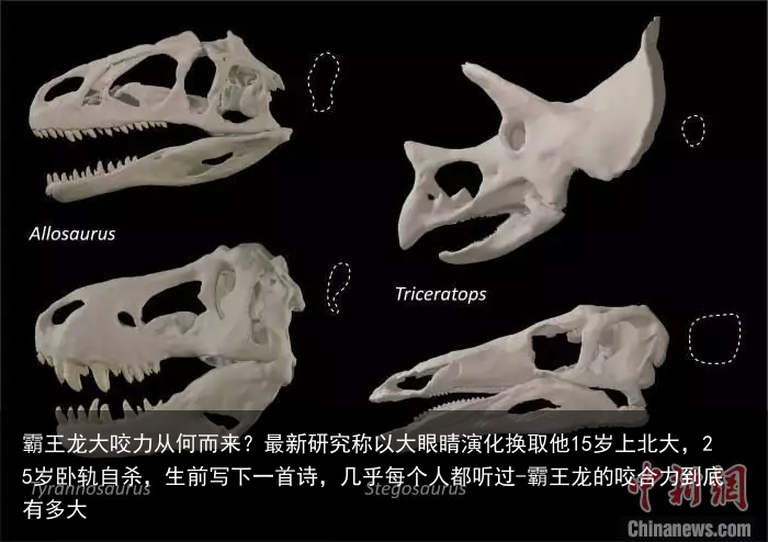 霸王龙大咬力从何而来？最新研究称以大眼睛演化换取