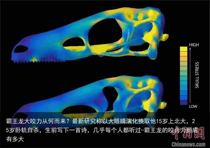 霸王龙大咬力从何而来？最新研究称以大眼睛演化换取