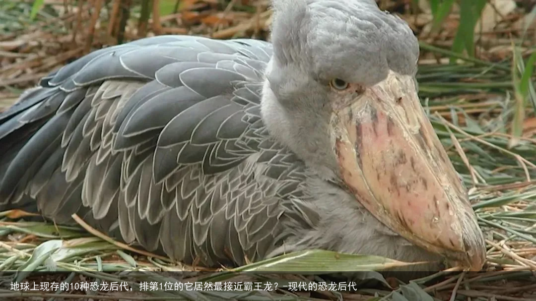 地球上现存的10种恐龙后代，排第1位的它居然最接近霸王龙？-现代的恐龙后代