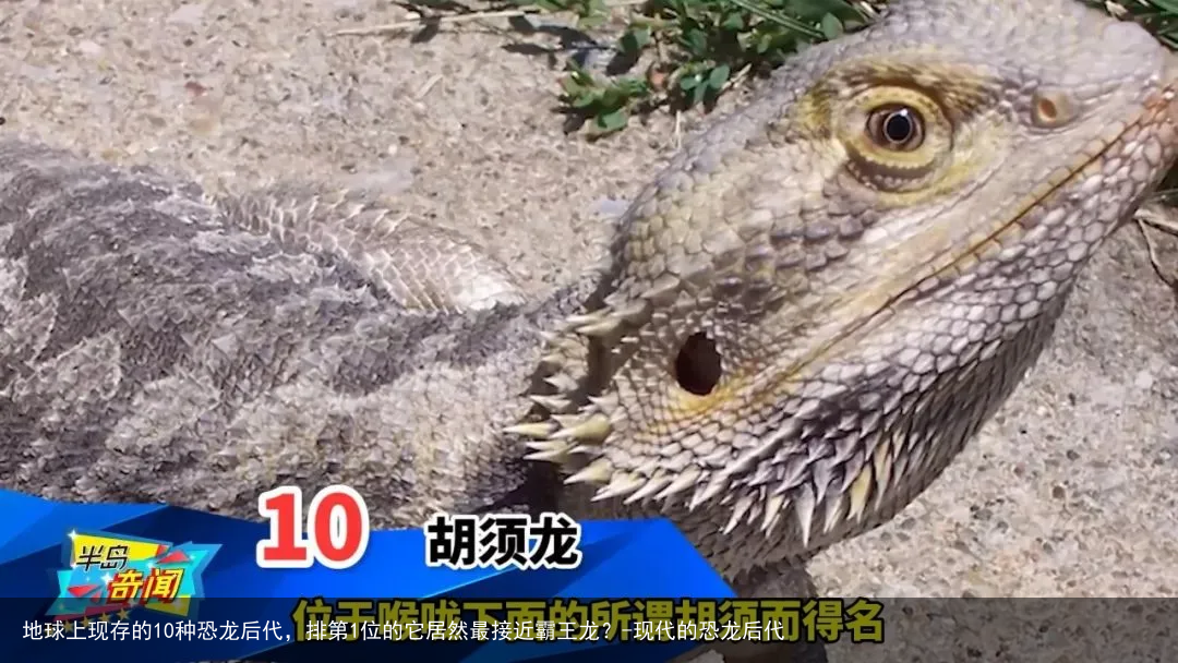 地球上现存的10种恐龙后代，排第1位的它居然最接近霸王龙？-现代的恐龙后代