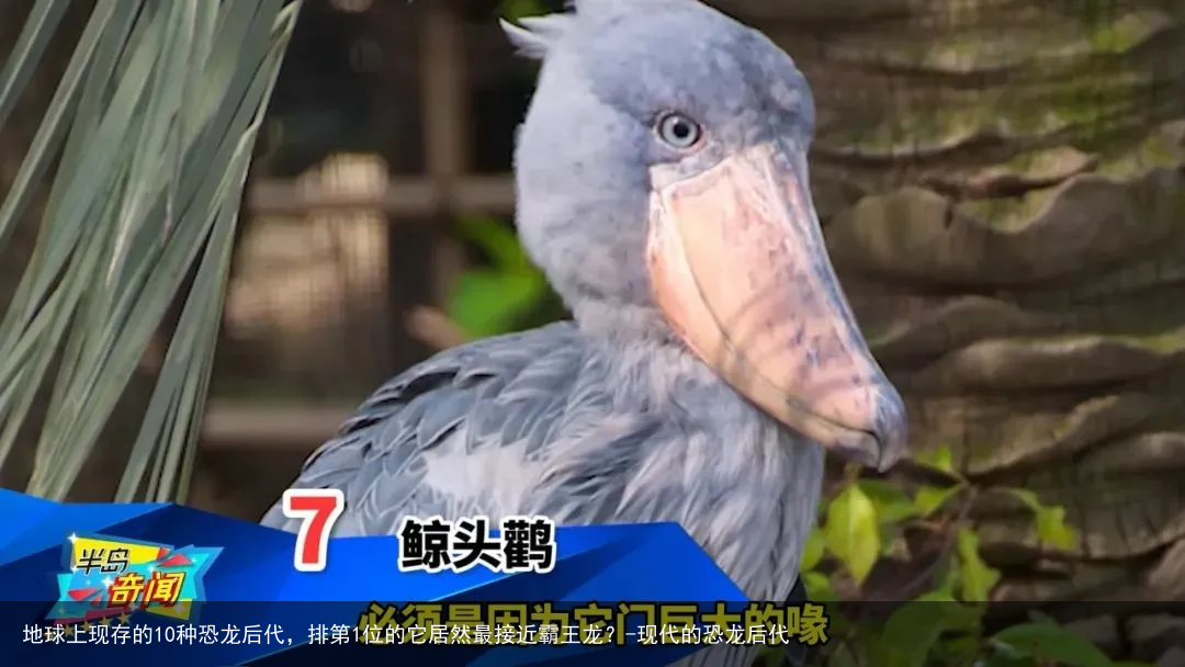 地球上现存的10种恐龙后代，排第1位的它居然最接近霸王龙？-现代的恐龙后代