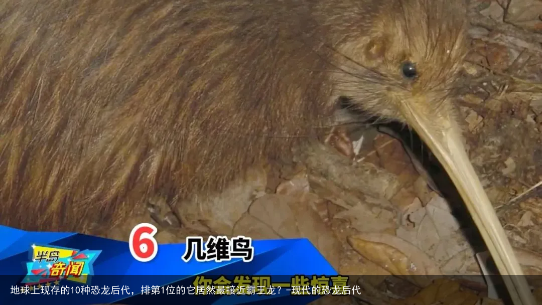 地球上现存的10种恐龙后代，排第1位的它居然最接近霸王龙？-现代的恐龙后代