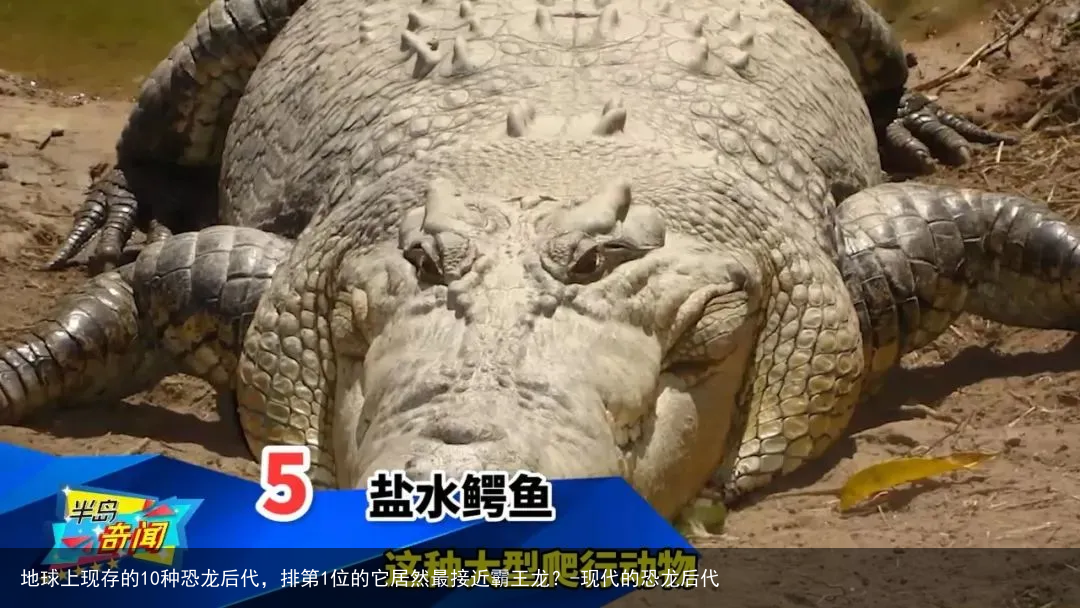 地球上现存的10种恐龙后代，排第1位的它居然最接近霸王龙？-现代的恐龙后代