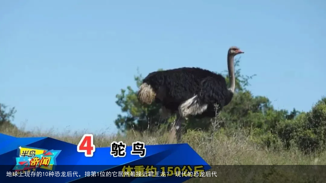 地球上现存的10种恐龙后代，排第1位的它居然最接近霸王龙？-现代的恐龙后代