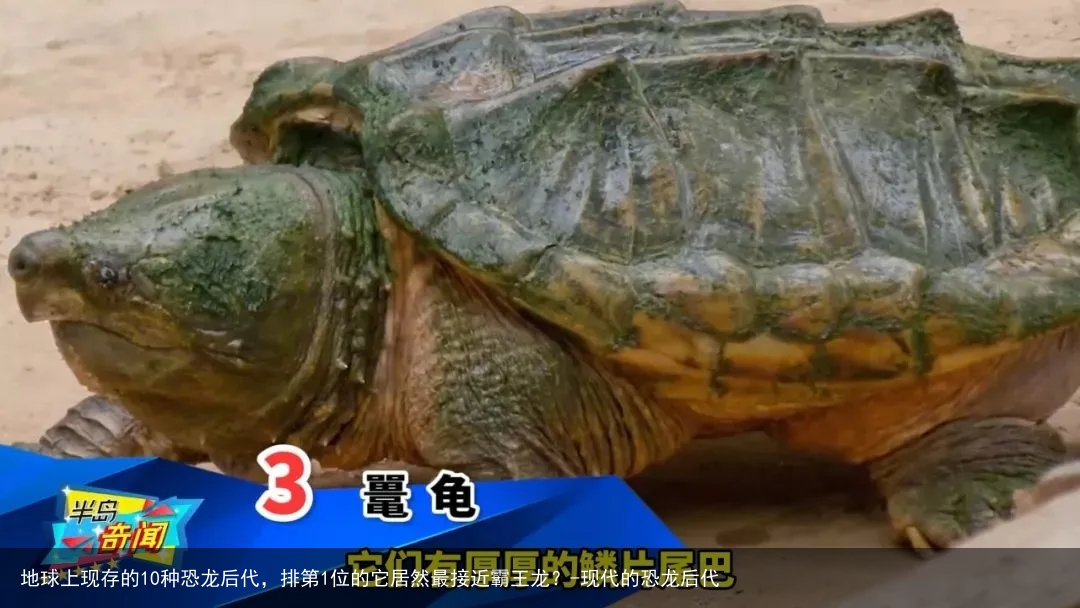 地球上现存的10种恐龙后代，排第1位的它居然最接近霸王龙？-现代的恐龙后代