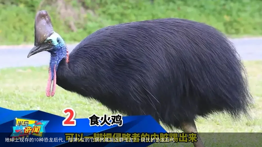 地球上现存的10种恐龙后代，排第1位的它居然最接近霸王龙？-现代的恐龙后代