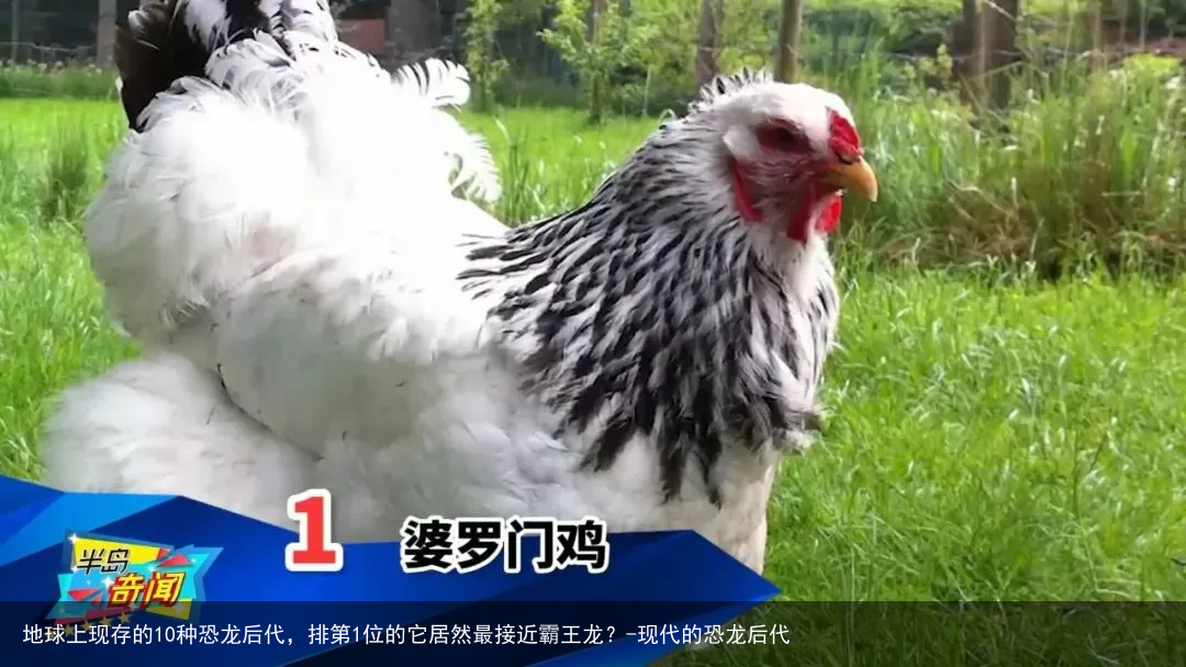 地球上现存的10种恐龙后代，排第1位的它居然最接近霸王龙？-现代的恐龙后代