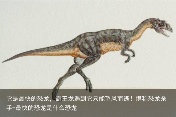 它是最快的恐龙，霸王龙遇到它只能望风而逃！堪称恐龙杀手-最快的恐龙是什么恐龙