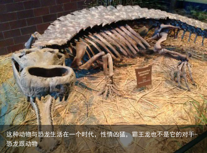 这种动物与恐龙生活在一个时代，性情凶猛，霸王龙也不是它的对手-恐龙跟动物