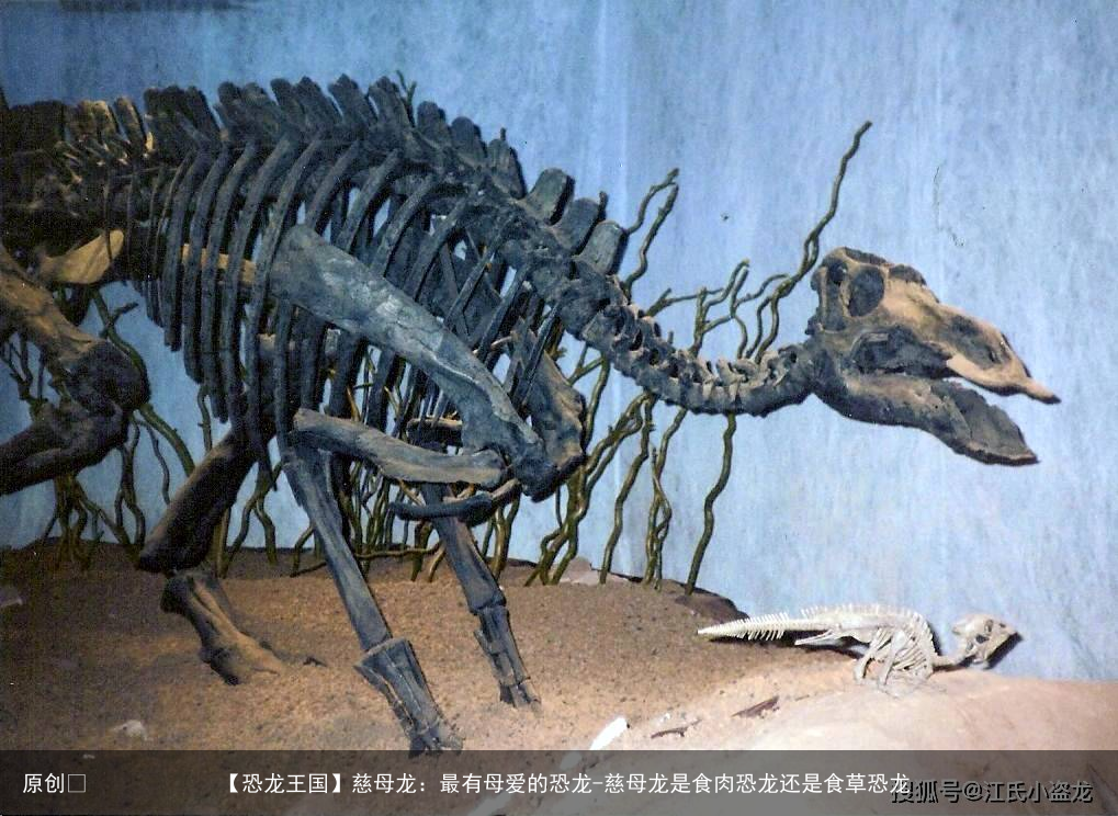 慈母龙：最有母爱的恐龙-慈母龙是食肉恐龙还是食草恐龙