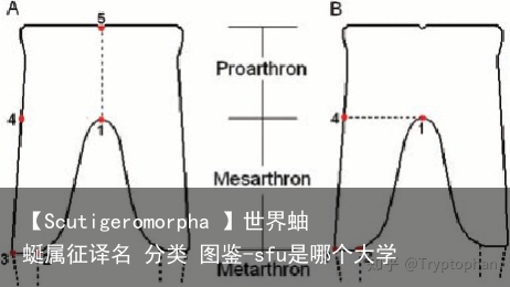 【Scutigeromorpha 】世界蚰蜒属征译名 分类 图鉴-sfu是哪个大学