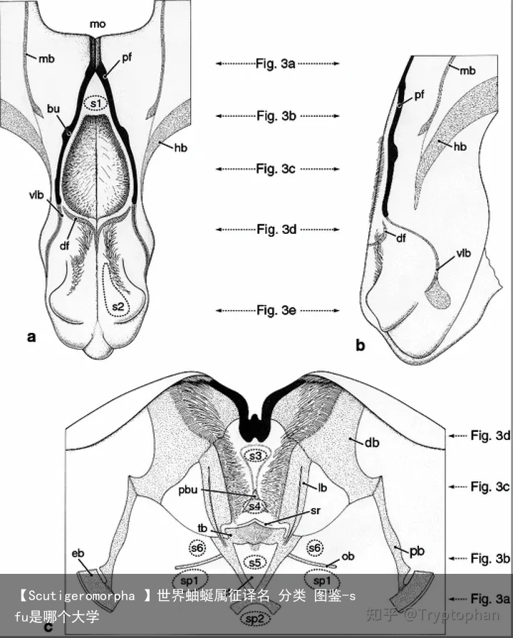【Scutigeromorpha 】世界蚰蜒属征译名 分类 图鉴-sfu是哪个大学