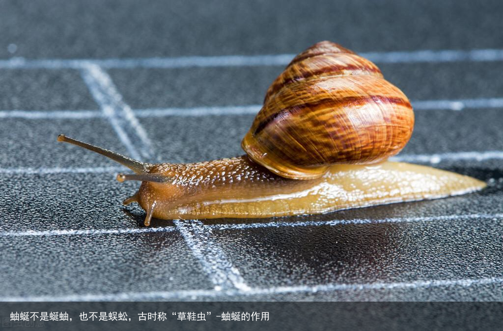 蚰蜒不是蜒蚰，也不是蜈蚣，古时称“草鞋虫”-蚰蜒的作用