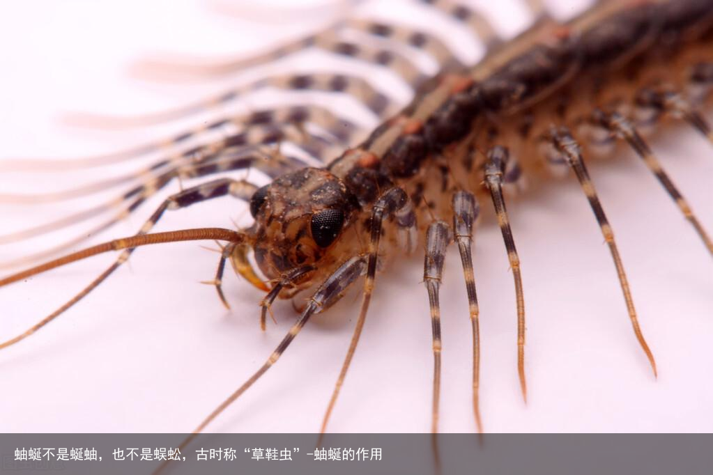蚰蜒不是蜒蚰，也不是蜈蚣，古时称“草鞋虫”-蚰蜒的作用