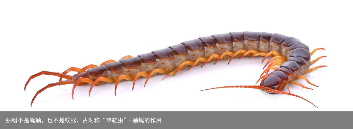 蚰蜒不是蜒蚰，也不是蜈蚣，古时称“草鞋虫”-蚰蜒的作用