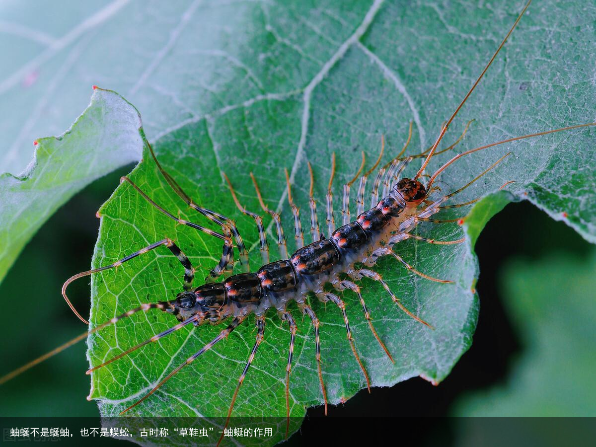蚰蜒不是蜒蚰，也不是蜈蚣，古时称“草鞋虫”-蚰蜒的作用