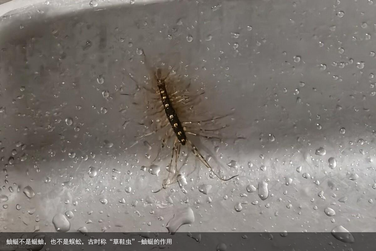 蚰蜒不是蜒蚰，也不是蜈蚣，古时称“草鞋虫”-蚰蜒的作用