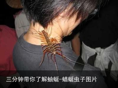 三分钟带你了解蚰蜒-蝤蜒虫子图片