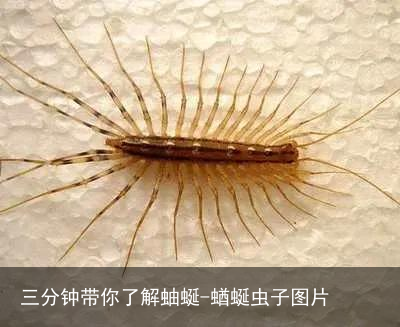 三分钟带你了解蚰蜒-蝤蜒虫子图片