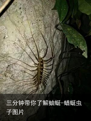 三分钟带你了解蚰蜒-蝤蜒虫子图片