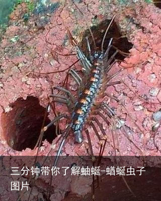 三分钟带你了解蚰蜒-蝤蜒虫子图片