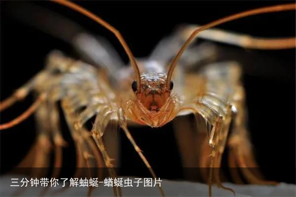 三分钟带你了解蚰蜒-蝤蜒虫子图片