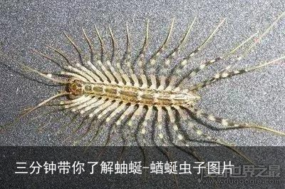 三分钟带你了解蚰蜒-蝤蜒虫子图片