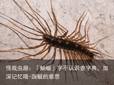 怪哉虫趣：「蚰蜒」字不认识查字典，加深记忆哦-踠蜒的意思