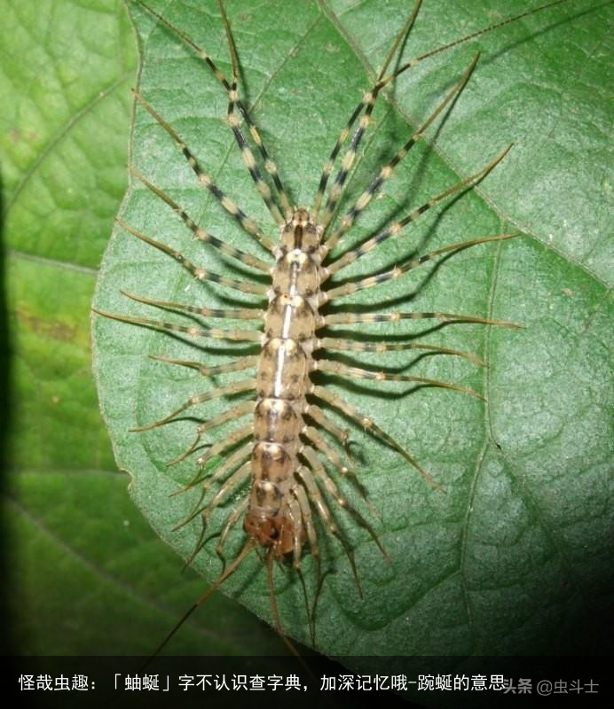 怪哉虫趣：「蚰蜒」字不认识查字典，加深记忆哦-踠蜒的意思