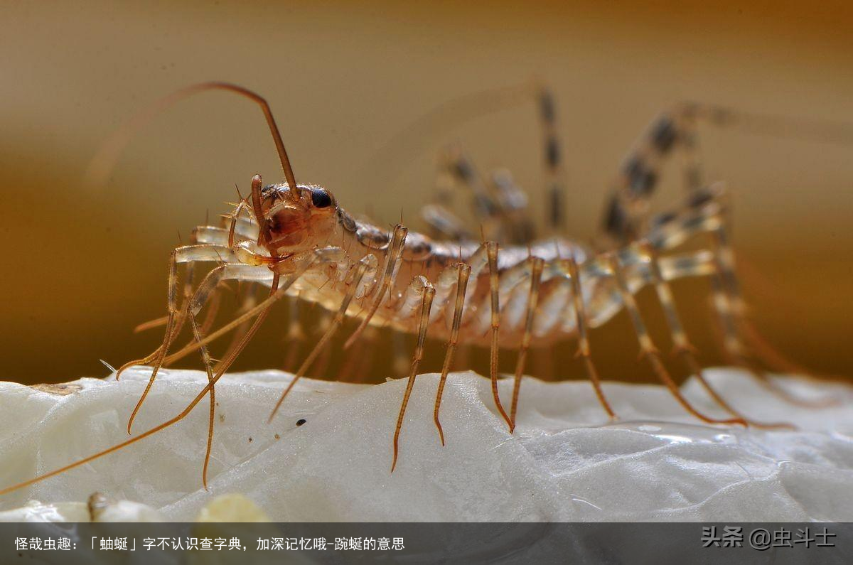 怪哉虫趣：「蚰蜒」字不认识查字典，加深记忆哦-踠蜒的意思