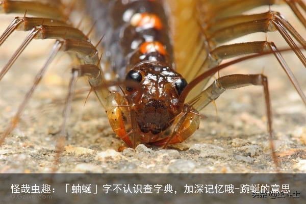 怪哉虫趣：「蚰蜒」字不认识查字典，加深记忆哦-踠蜒的意思