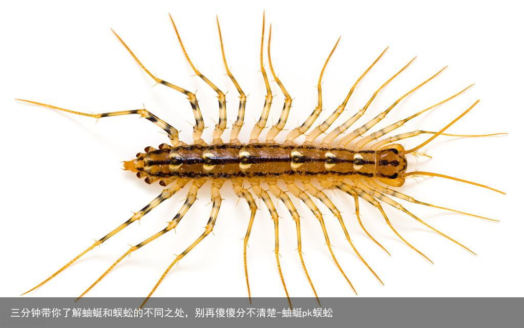 三分钟带你了解蚰蜒和蜈蚣的不同之处，别再傻傻分不清楚-蚰蜒pk蜈蚣