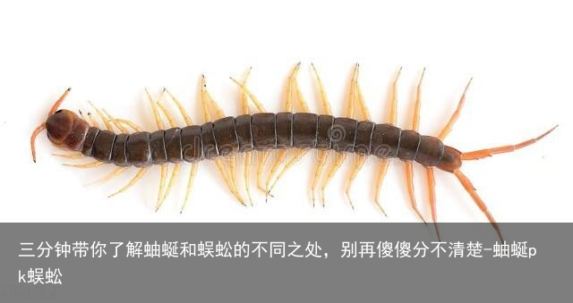 三分钟带你了解蚰蜒和蜈蚣的不同之处，别再傻傻分不清楚-蚰蜒pk蜈蚣