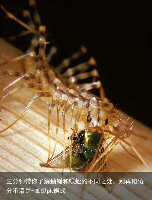 三分钟带你了解蚰蜒和蜈蚣的不同之处，别再傻傻分不清楚-蚰蜒pk蜈蚣