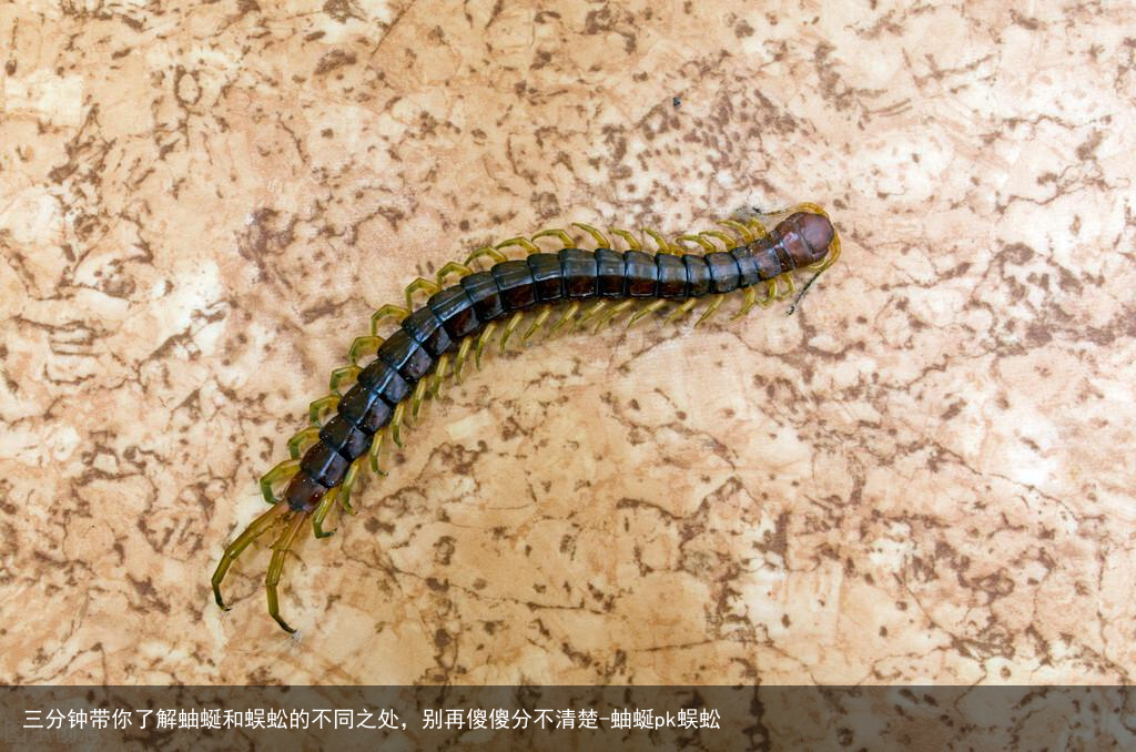 三分钟带你了解蚰蜒和蜈蚣的不同之处，别再傻傻分不清楚-蚰蜒pk蜈蚣