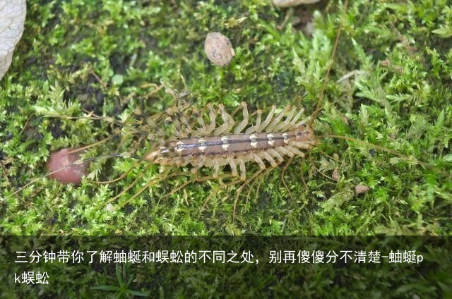 三分钟带你了解蚰蜒和蜈蚣的不同之处，别再傻傻分不清楚-蚰蜒pk蜈蚣
