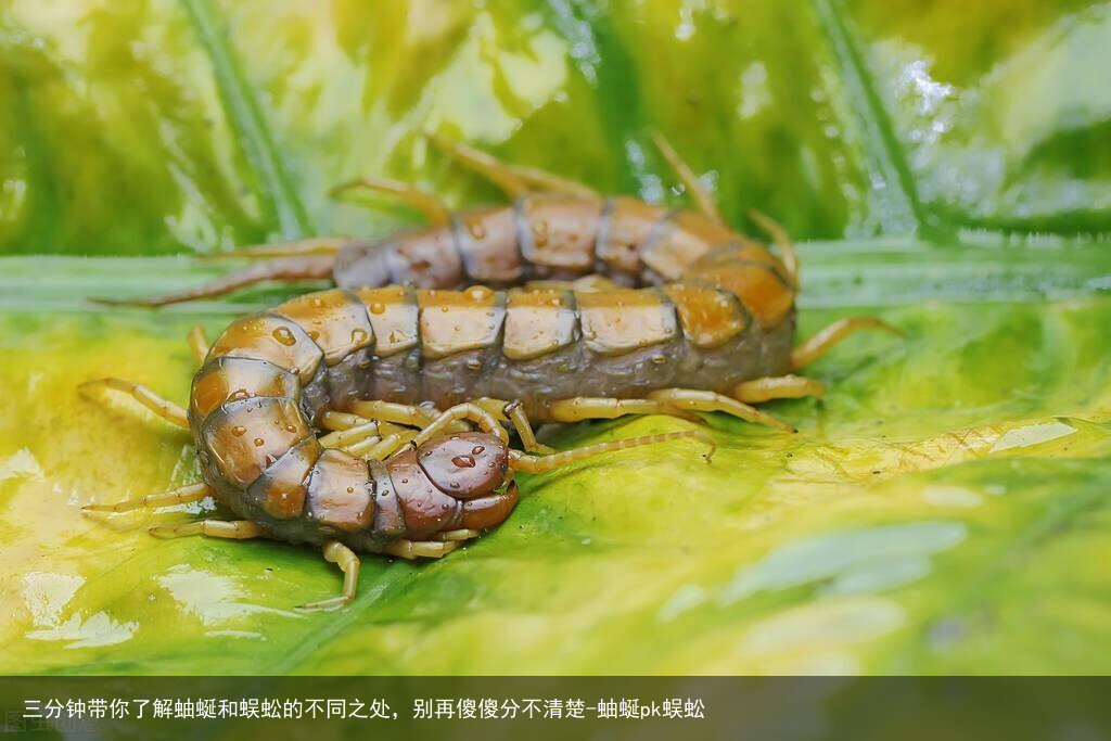 三分钟带你了解蚰蜒和蜈蚣的不同之处，别再傻傻分不清楚-蚰蜒pk蜈蚣