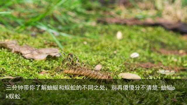 三分钟带你了解蚰蜒和蜈蚣的不同之处，别再傻傻分不清楚-蚰蜒pk蜈蚣
