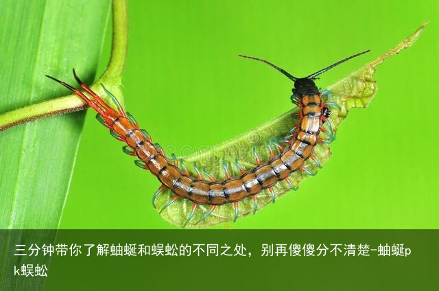 三分钟带你了解蚰蜒和蜈蚣的不同之处，别再傻傻分不清楚-蚰蜒pk蜈蚣