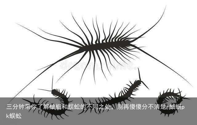 三分钟带你了解蚰蜒和蜈蚣的不同之处，别再傻傻分不清楚-蚰蜒pk蜈蚣