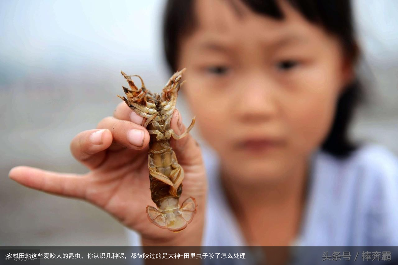 农村田地这些爱咬人的昆虫，你认识几种呢，都被咬过的是大神-田里虫子咬了怎么处理